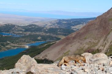 Fox at Top of Hike to Fitz Roy