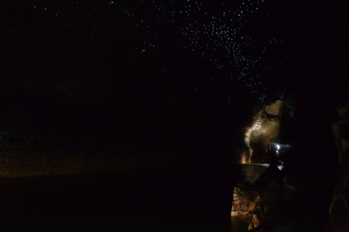 Glowworms in Waitomo Caves